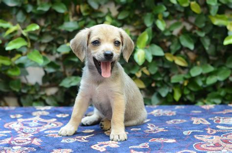 Doação de cachorro de raça recife  Quer saber mais sobre processos de adoção de cães e as principais dicas e cuidados? A Pedigree® te ajuda! Entre para conhecer mais detalhes!R$ 4000